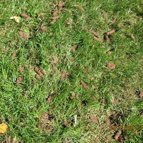 lawn aeration plugs