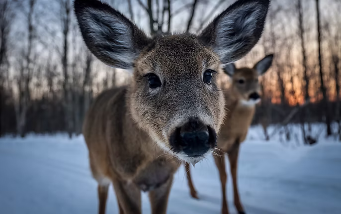 Deer use repellent from Greener Lawns