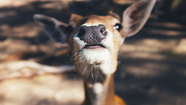 Deer repellant Greener Lawns