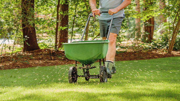 man spreading fertilizer for a greener lawn