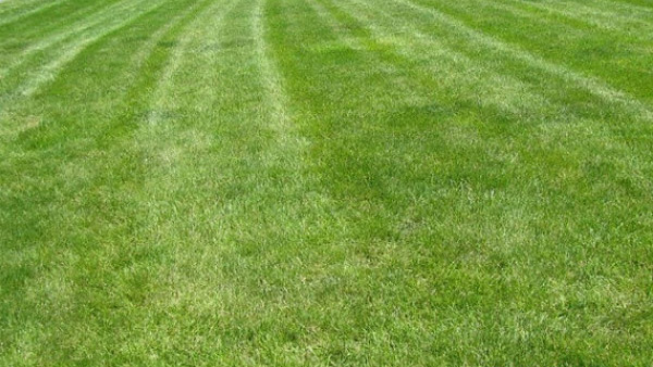 lawn repair grass repair fertilizer