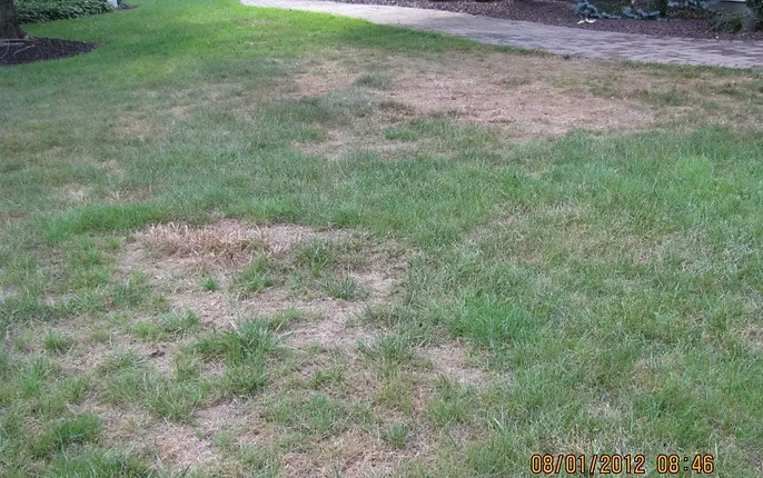 dead grass in need of aeration