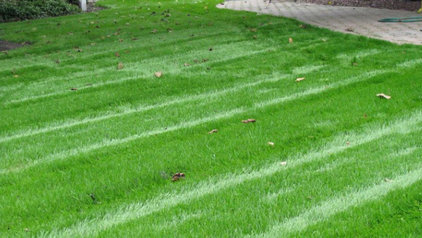 Healthy Lawn