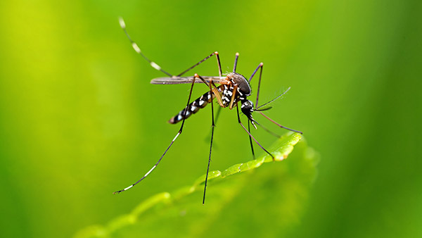 mosquito control in your yard greener lawns can help