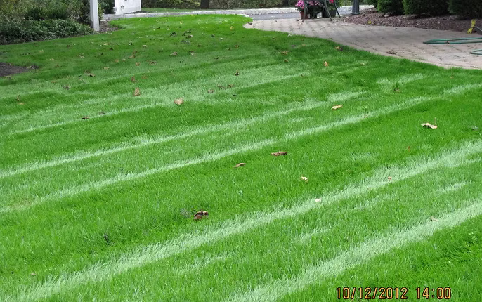 lawn repair