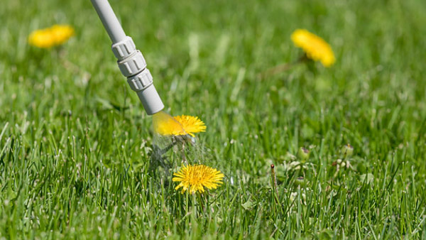 weed control greener lawns
